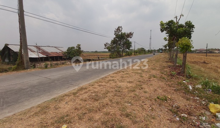 Tanah Sawah Pecangaan Jepara Shm Produktif Bagus