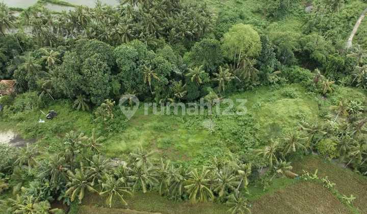 For Lease 32.25 Are Leasehold Land in Saba Bali – Forest View & Scenic Environment, 5 Plots Available