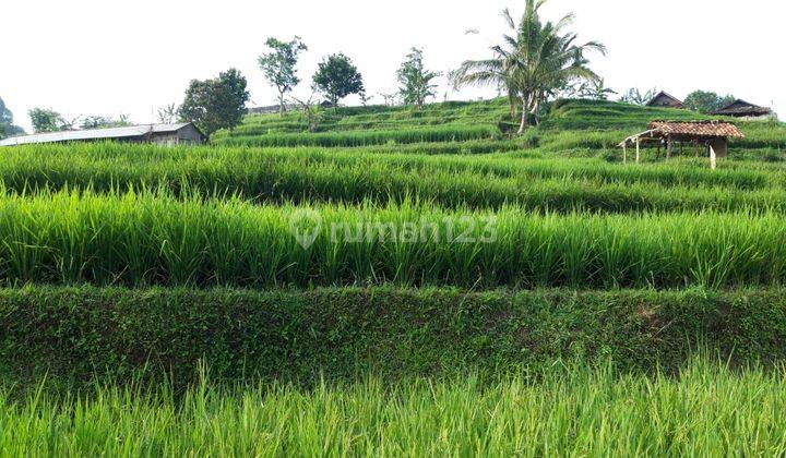 Tanah Strategis Siap Bangun Di Cipanas Bogor  1