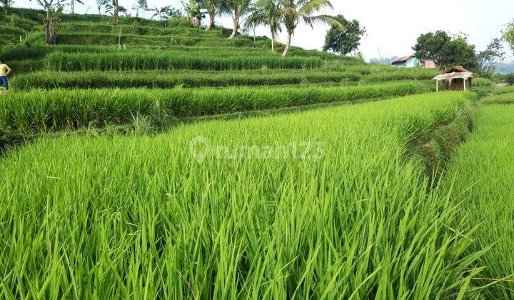 Tanah Strategis Siap Bangun Di Cipanas Bogor  2