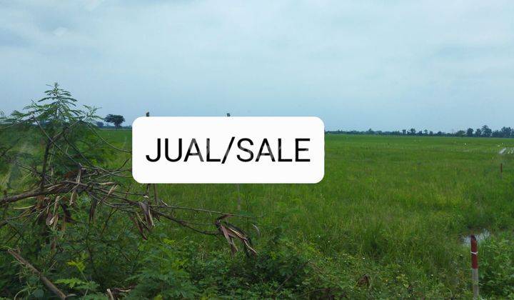 JUAL TANAH SAWAH UNTUK PERUMAHAN DI KARAWANG TIMUR

 1