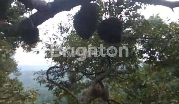 KEBON DURIAN DAN MANGGIS DI BOGOR BARAT 2