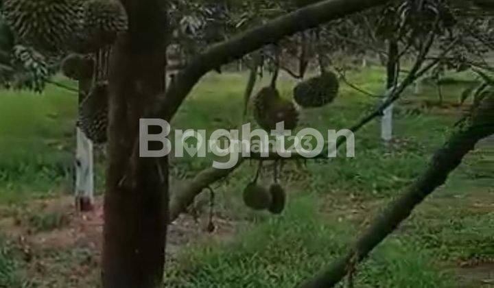 KEBON DUREN/ DURIAN DI BOGOR 1