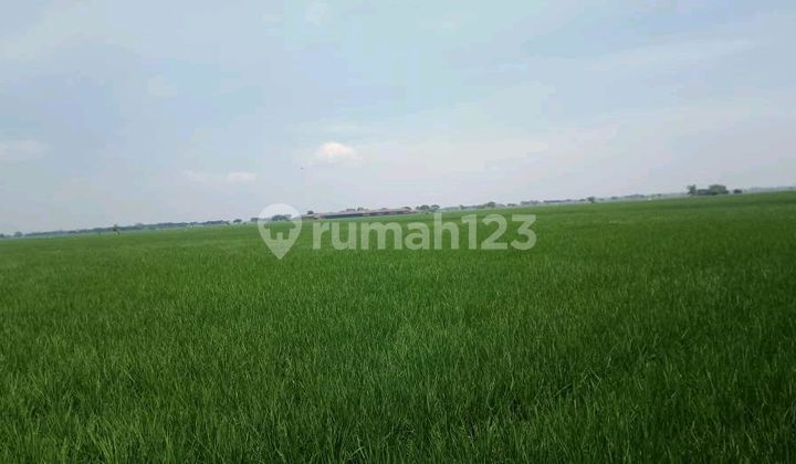 Dijual Tanah Sawah 2 Hektar Yang Produksi Rutin