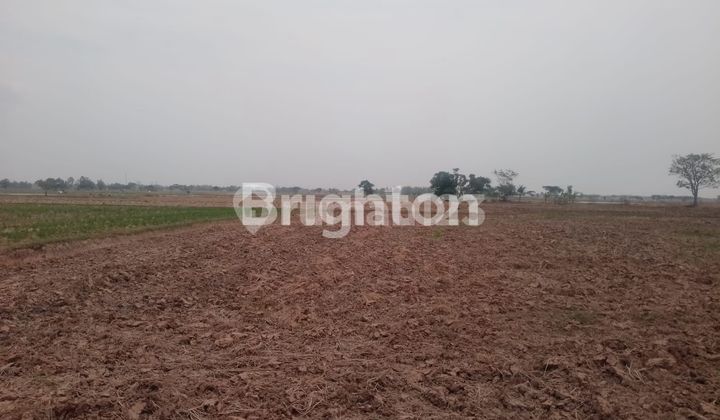 LAHAN/TANAH SAWAH DARAT ZONA INDUSTRI,SERANG BANTEN 2