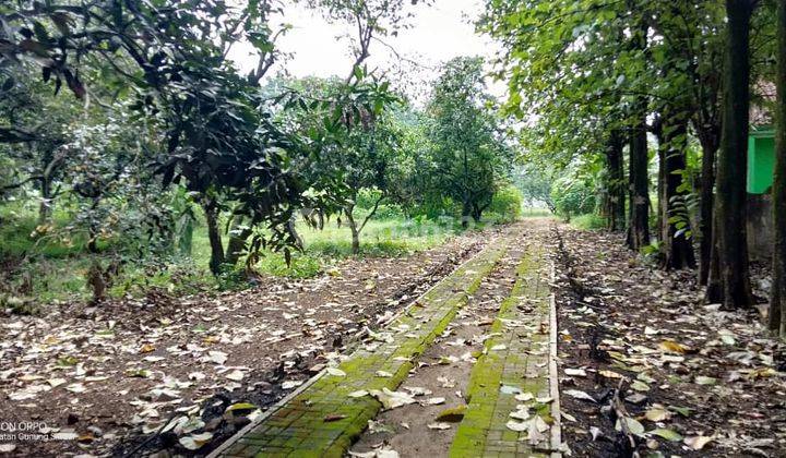 Tanah Bagus Siap Bangun 1