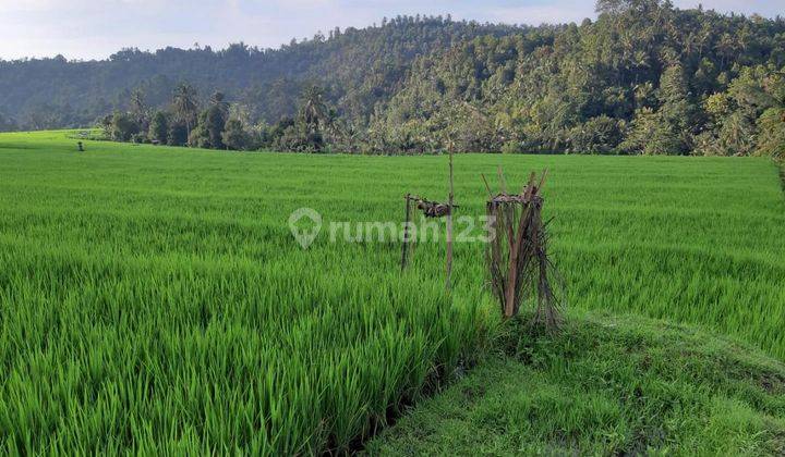 Tanah 1.2 Ha Lokasi Pinggir Jalan, Area Singaraja 1