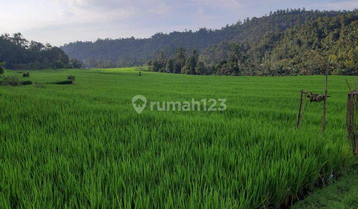 Tanah 1.2 Ha Lokasi Pinggir Jalan, Area Singaraja 2