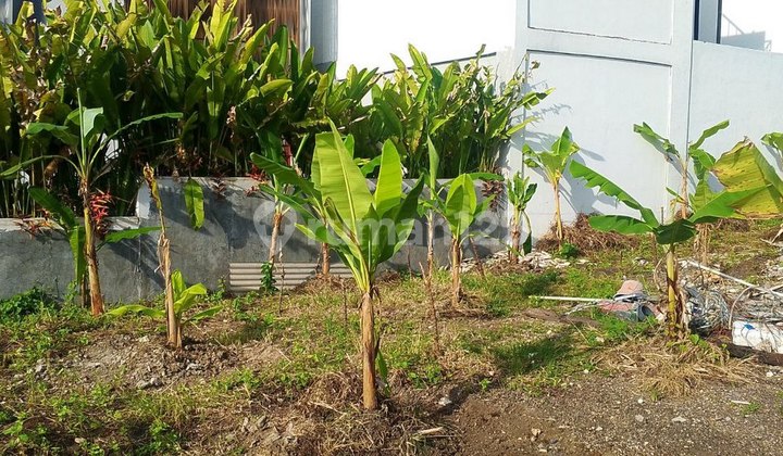 Tanah 5 Are Akses Jalan Bagus Disewakan, di Area Pererenan Badung