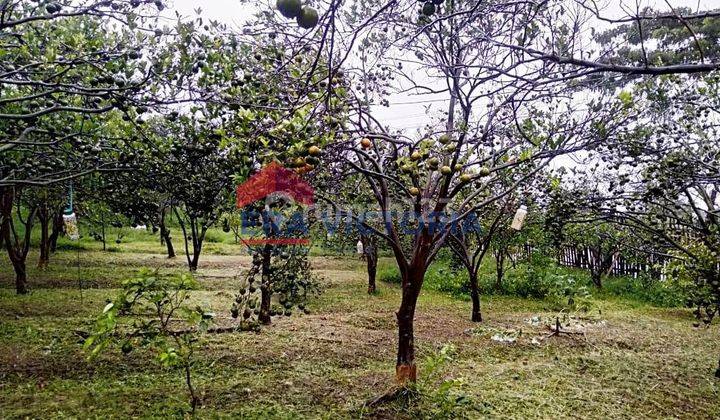 Tanah Berisi Kebun Jeruk di Merjosari Lowokwaru, Dekat Villa Bukit Tidar 1
