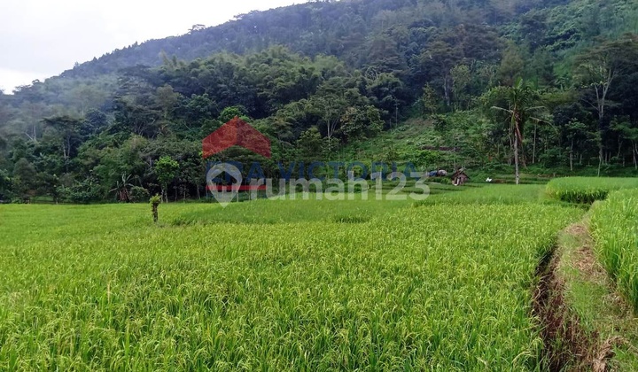 Tanah lahan Sawah Di Sumberngepoh Lawang, Dekat Rumkit Sumberporong Tanah lahan Sawah Di Sumberngepoh Lawang, Dekat Rumkit Sumberporong
