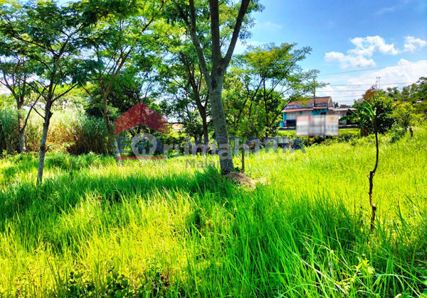 Tanah Luas 3.600 Meter Persegi di Depan Kebun Raya Purwodadi 4