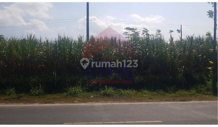 Dijual Lahan Luas Area Turen Lokasi Pinggir Jalan Raya Beserta Tanaman Tebu 3