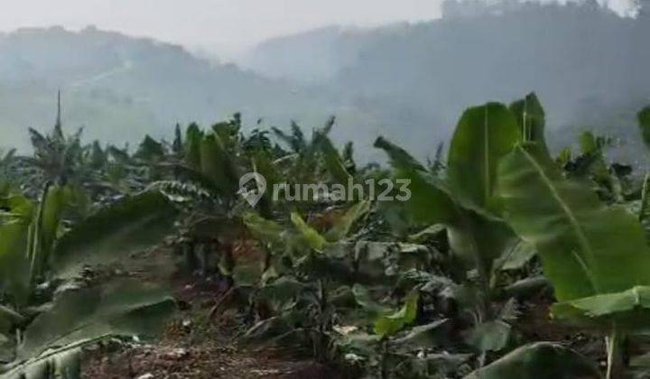 Tanah Kebun 23 Hektar di Cipanas Murah Dan Bisa Untuk Villa 2