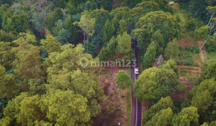 Tanah Kebun 23 Hektar di Cipanas Murah Dan Bisa Untuk Villa 1