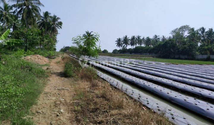 Dijual Cepat Tanah Di Panimbang Pandeglang Banten 1.5 Ha Pinggir Jln Utama Murah 2