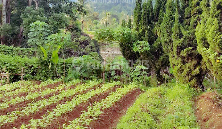 Installment Sale 24 Million or 4.2 Billion for a 2500 Sqm Villa, Serene and Beautiful in Desa Sukajadi, Tamansari, Ciapus, Bogor - Sell Villa 2500 Sqm Desa Sukajadi Tamansari Ciapus Bogor