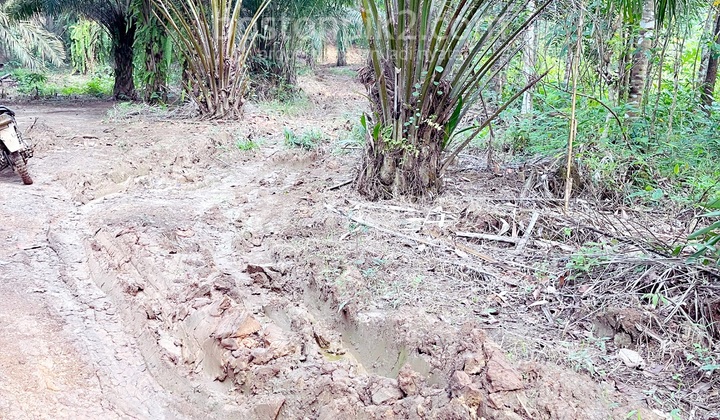 For Sale: 20 Hectares of Ready-to-Harvest Palm Oil Plantation in Margaluyu Village, Cimarga, Rangkasbitung, Banten For Sale: 20 Hectares of Ready-to-Harvest Palm Oil Plantation in Margaluyu Village, Cimarga, Rangkasbitung, Banten