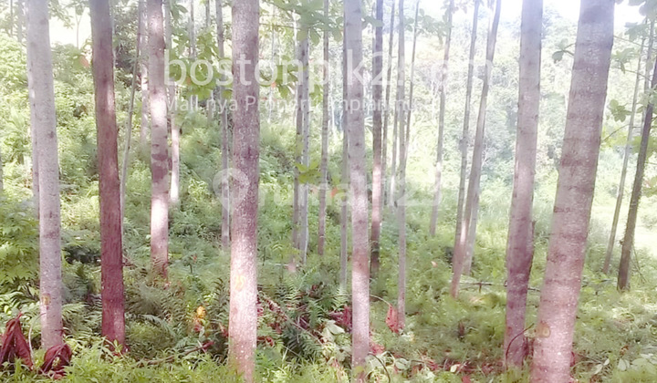 Jual Tanah Kebun Isi Pohon Jabon 20 Ha Cibanteng Bogor