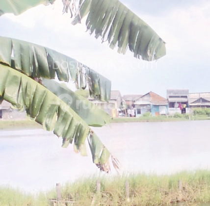 Jual Hanya 1,4 Juta Tanah 4500 M2 Jl Sungai Tiram Rorotan Marunda Dibawah Njop Untuk Rumah Dan Gudang - Sell Land 4500 Sqm Rorotan Marunda Under Njop Jual Hanya 1,4 Juta Tanah 4500 M2 Jl Sungai Tiram Rorotan Marunda Dibawah Njop Untuk Rumah Dan Gudang - Sell Land 4500 Sqm Rorotan Marunda Under Njop