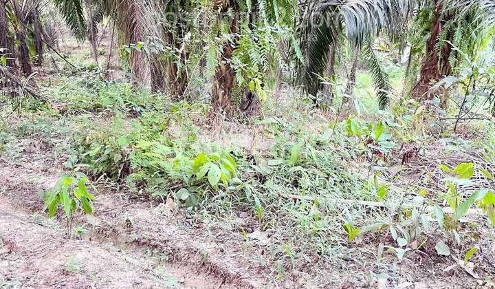 For Sale: 20 Hectares of Ready-to-Harvest Palm Oil Plantation in Margaluyu Village, Cimarga, Rangkasbitung, Banten For Sale: 20 Hectares of Ready-to-Harvest Palm Oil Plantation in Margaluyu Village, Cimarga, Rangkasbitung, Banten