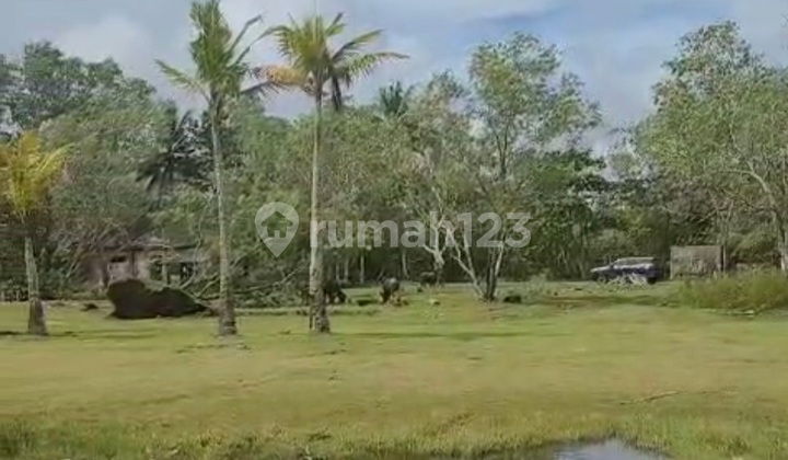 Land on Jln Raya Panimbang, Tegal Village, Papak, Banten Land on Jln Raya Panimbang, Tegal Village, Papak, Banten
