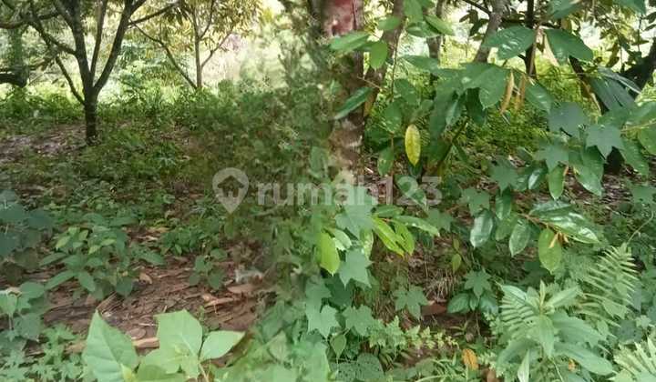 Dijual Tanah Kebun , Lokasi Desa Tanjung Pasir Rangkas Bitung 5 Hektar Hanya 120Rb/M.