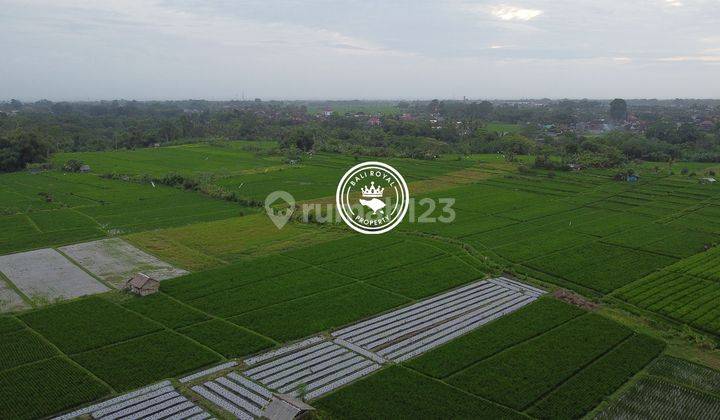 Tanah sawah sangat subur di abiantuwung tabanan 1