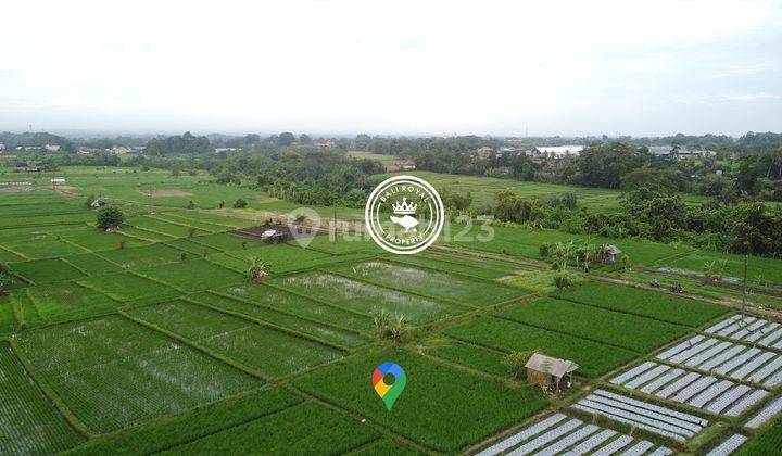 Tanah sawah sangat subur di abiantuwung tabanan 2