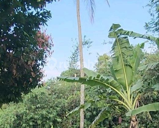 Kavling Kebun Kalisidi Ungaran 2