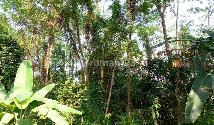 Kaveling Perkebunan Siap Bangun,lokasi di Jalan Cinangka, Anyar,serang 2