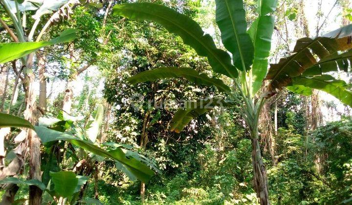 Kaveling Perkebunan Siap Bangun,lokasi di Jalan Cinangka, Anyar,serang 3