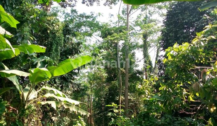 Kaveling Perkebunan Siap Bangun,lokasi di Jalan Cinangka, Anyar,serang 4