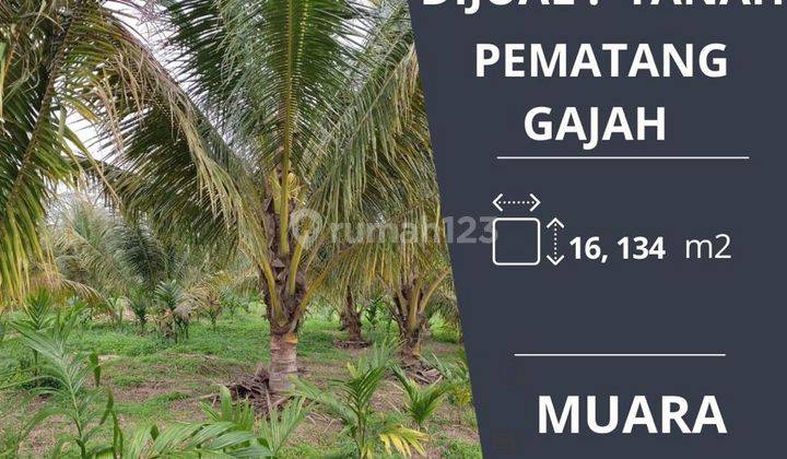 Dijual Cepat Unit Tanah di Pematang Gajah Muaro Jambi 1