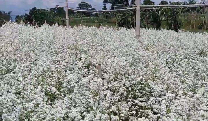 Dijual Cepat Tanah Strategis Limbangan Sukabumi Cocok Untuk Villa 5