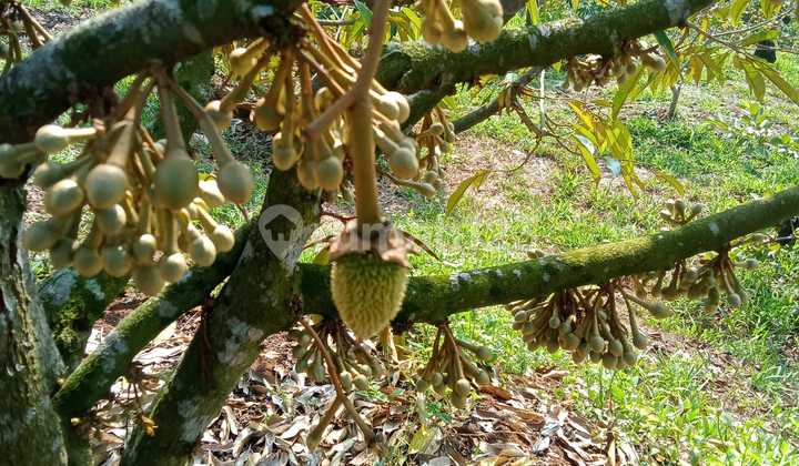 Dijual Perkebunan Duren Di Cianjur Jawa Barat