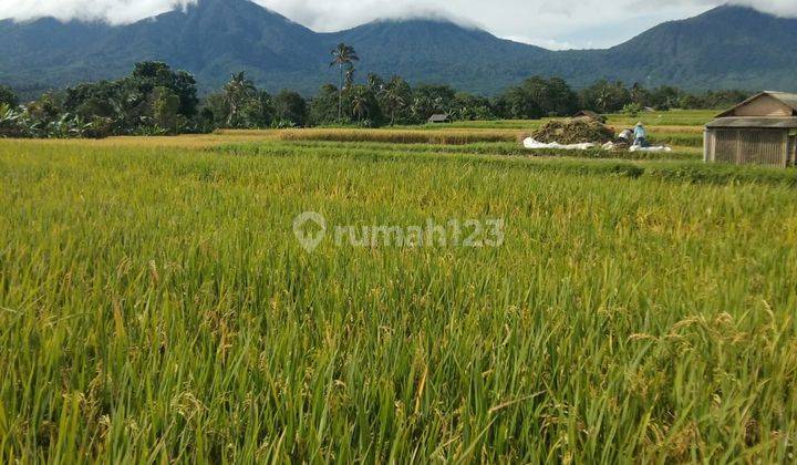 Tanah Murah di Senganan Babahan, Penebel SHM - Sertifikat Hak Milik 1650 m² 2