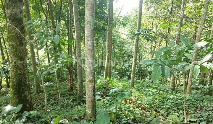 Tanah Murah Jatiluwih Dekat Wisata Waka Land Cruise Restaurant 1