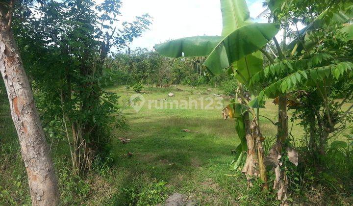 Cheap land in Buleleng in Sanggalangit 5700 m² SHM 2