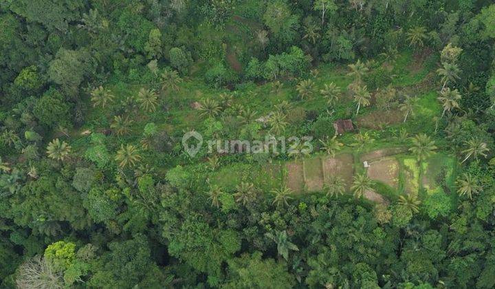 Tanah Murah Ubud Payangan Shm 2