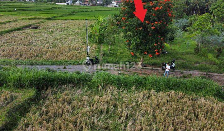 Ubud land in Lodtunduh 4018 m² 1