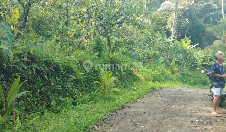 Cheap Land in Penebel Tabanan Near Jatiluwih Tourism 1