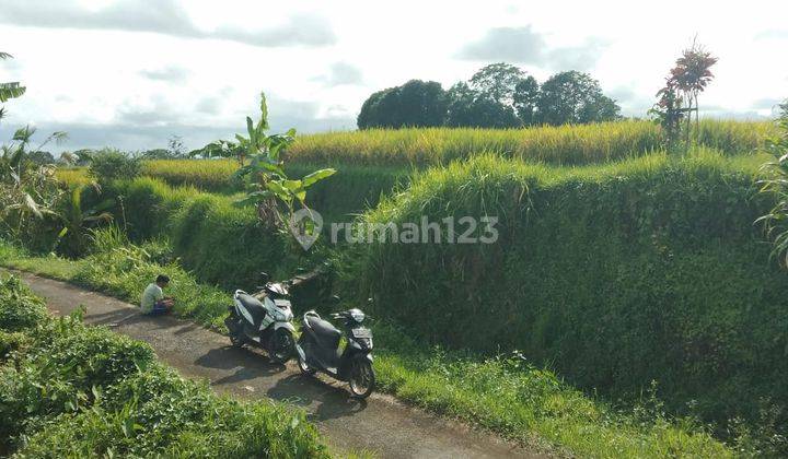 Tanah Murah di Senganan Babahan, Penebel SHM - Sertifikat Hak Milik 1650 m² 1