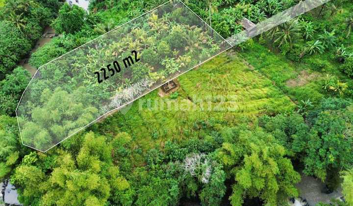 Tanah Pantai Kelating 2250.0 M² Shm Los Sungai