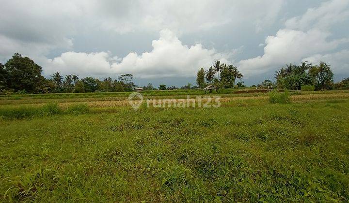 Tanah ubud Murah SHM Aspek Pemukiman 4050 m² 2