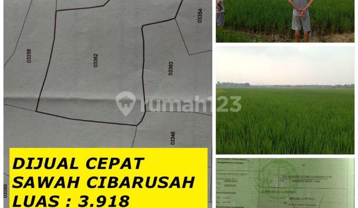 Dijual Sawah Bagus Harga Dibawa NJOP Cibarusah Cikarang Bekasi Dijual Sawah Bagus Harga Dibawa NJOP Cibarusah Cikarang Bekasi