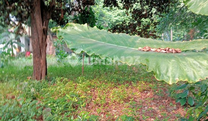 Empty Land Suitable for Various Businesses