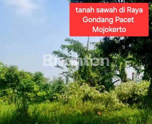 TANAH SAWAH PADI DI MOJOKERTO 1