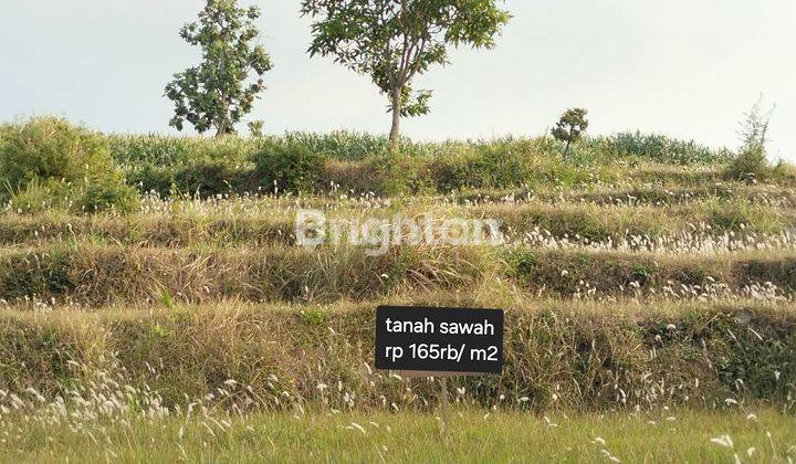 TANAH SAWAH PADI DI MOJOKERTO DEKAT WISATA BALEKAMBANG 2