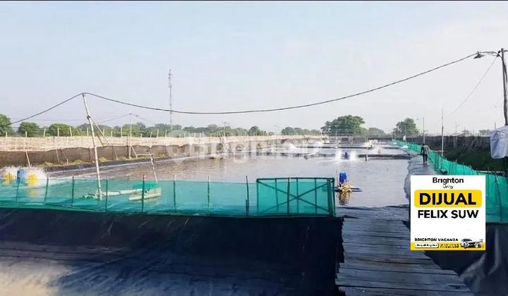 TANAH TAMBAK UDANG DI AREA JABON SIDOARJO TANAH TAMBAK UDANG DI AREA JABON SIDOARJO